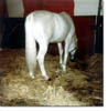 Weisser Araber